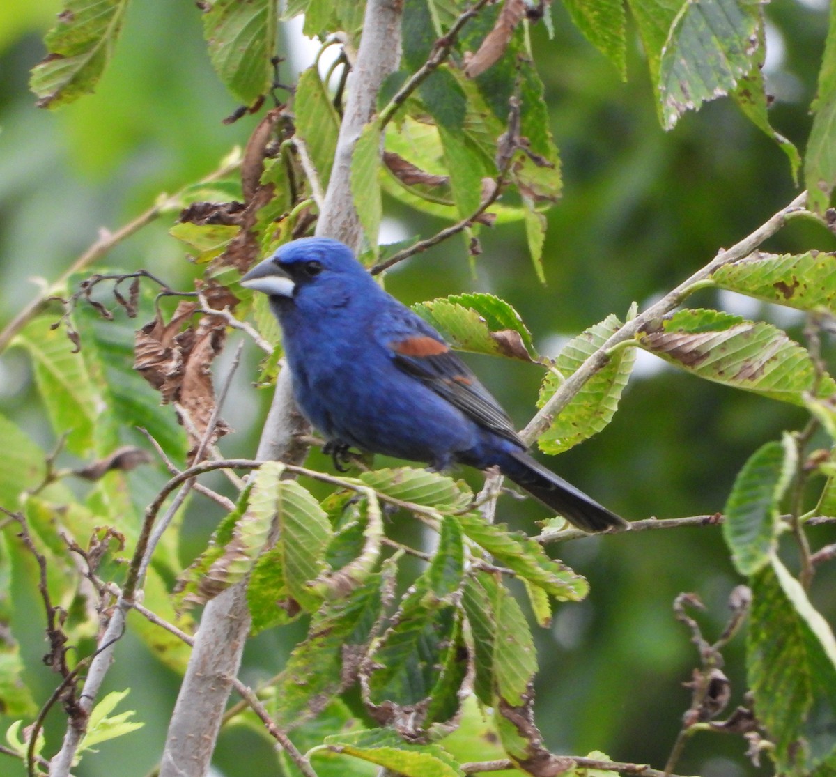Blue Grosbeak - ML459453041