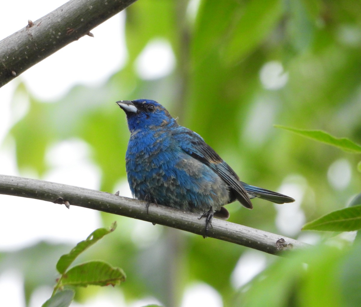 Indigo Bunting - ML459453901