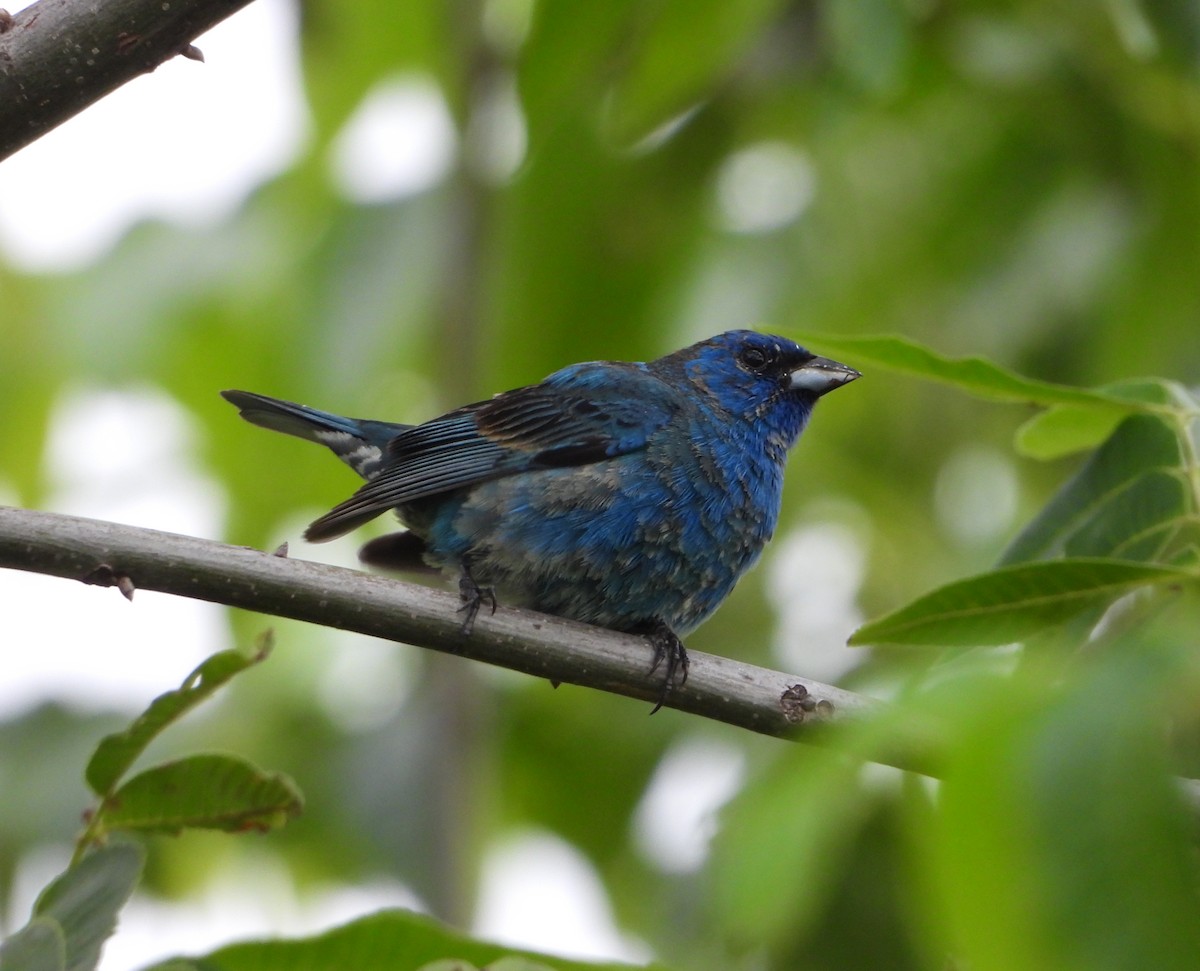 Indigo Bunting - ML459454091