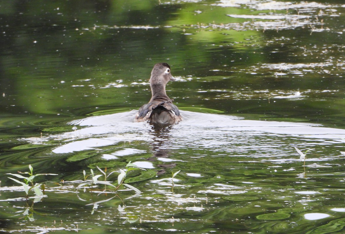 Wood Duck - ML459454311