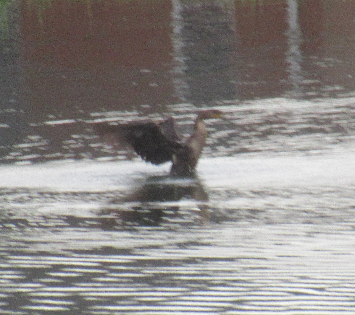 Double-crested Cormorant - ML459454751
