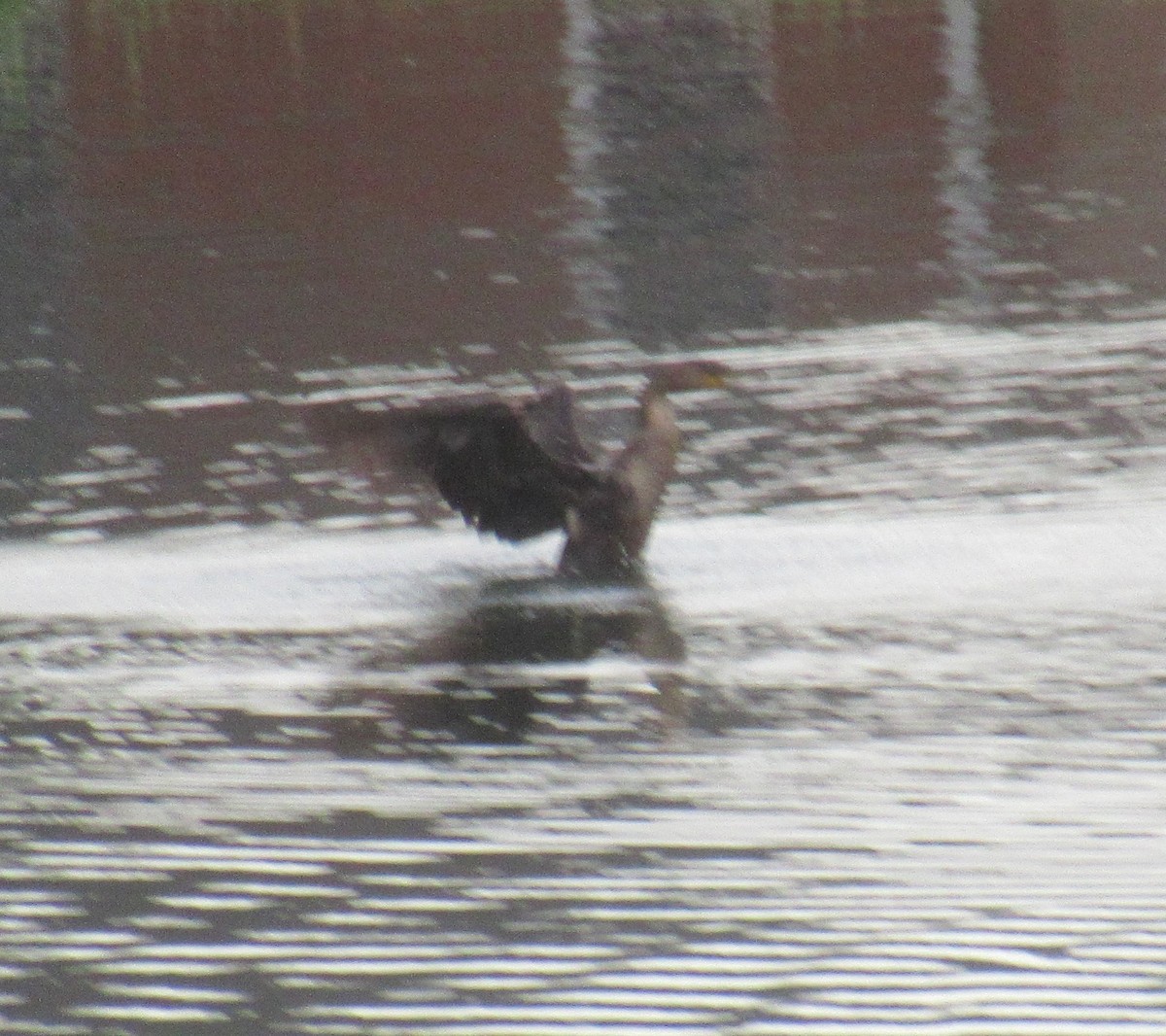 Cormorán Orejudo - ML459454751