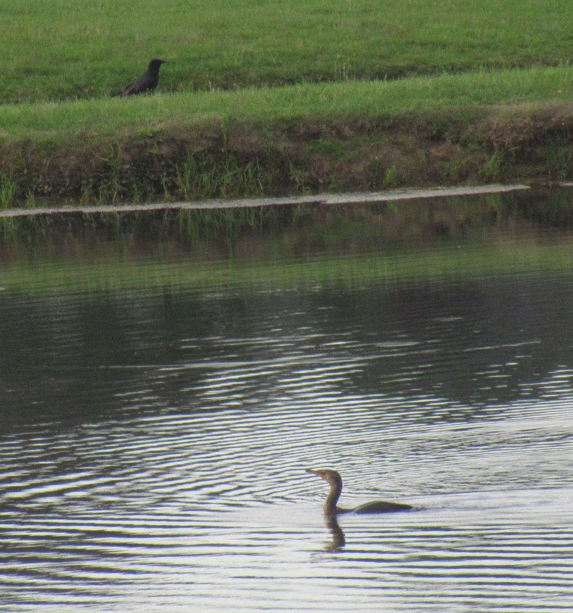 Cormorán Orejudo - ML459454761