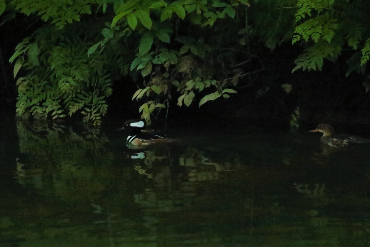 Hooded Merganser - ML459454801