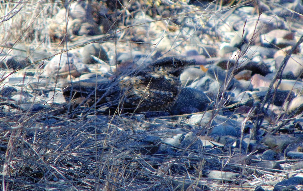 Scissor-tailed Nightjar - Daniel Camacho