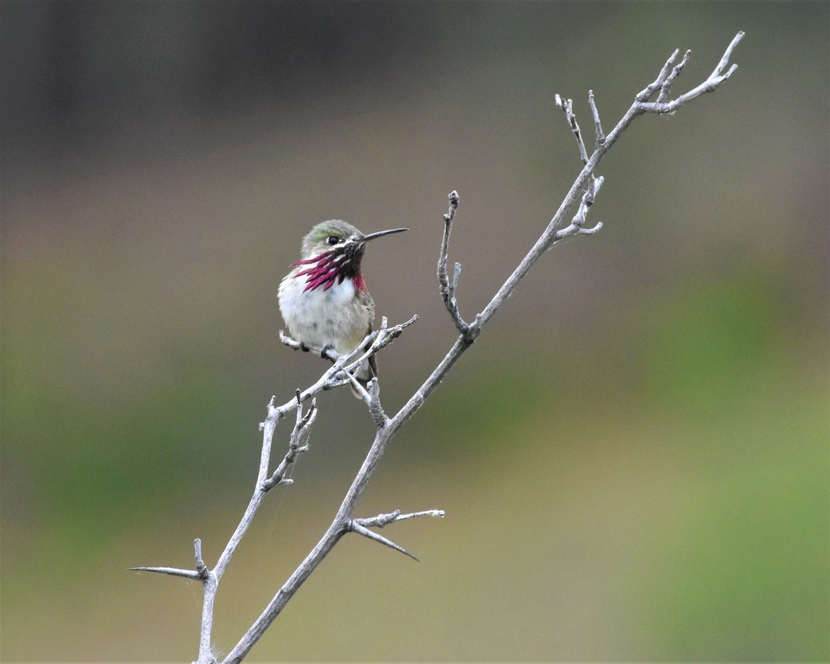 Calliope Hummingbird - Braden Judson