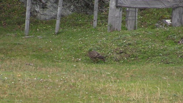 Chimango Caracara - ML459455051