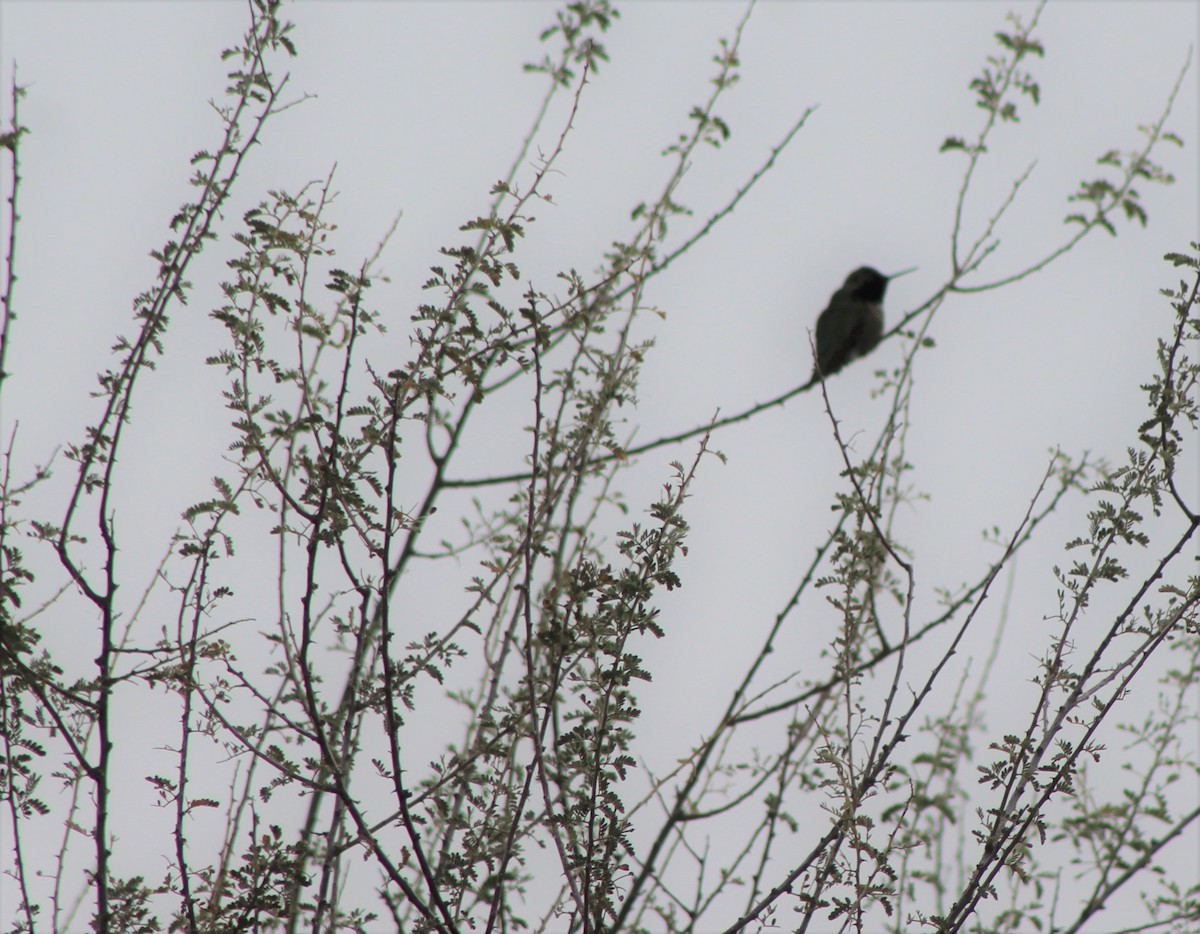 Costa's Hummingbird - ML45945581