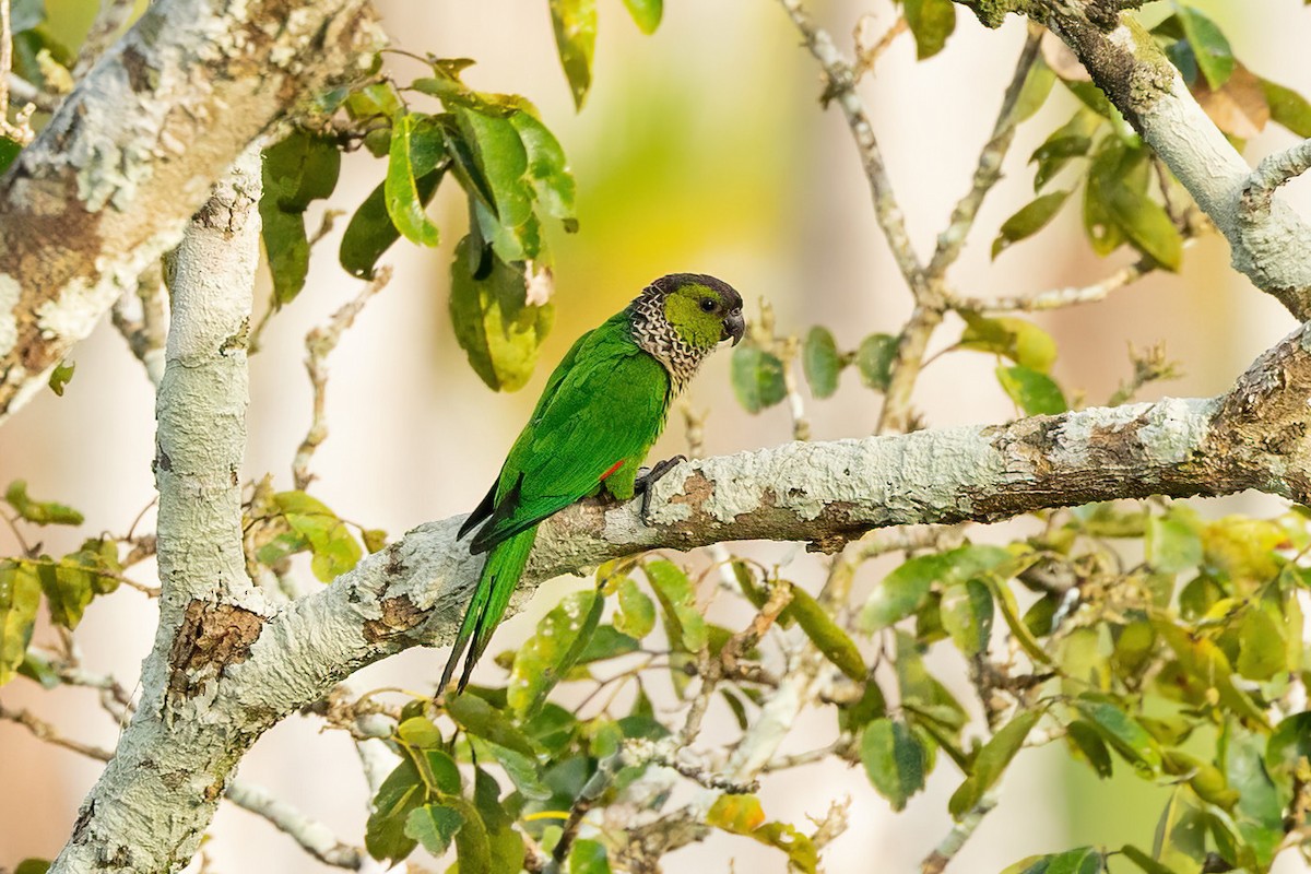 Black-capped Parakeet - Thibaud Aronson