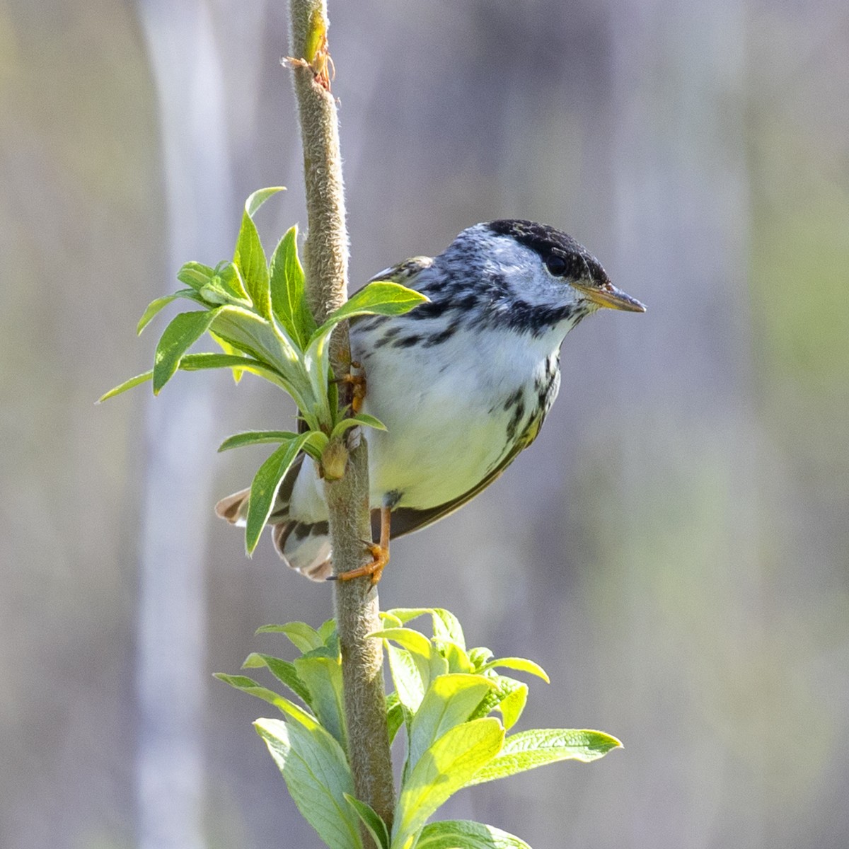 Blackpoll Warbler - ML459456681