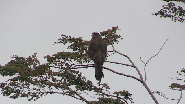 Chimango Caracara - ML459456941