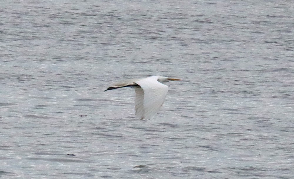 Great Egret - ML459457141