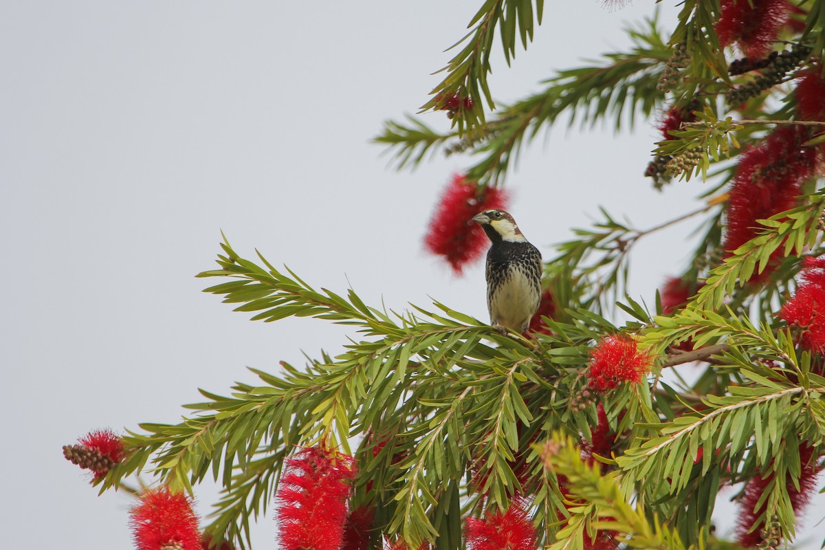 Moineau espagnol - ML459457501