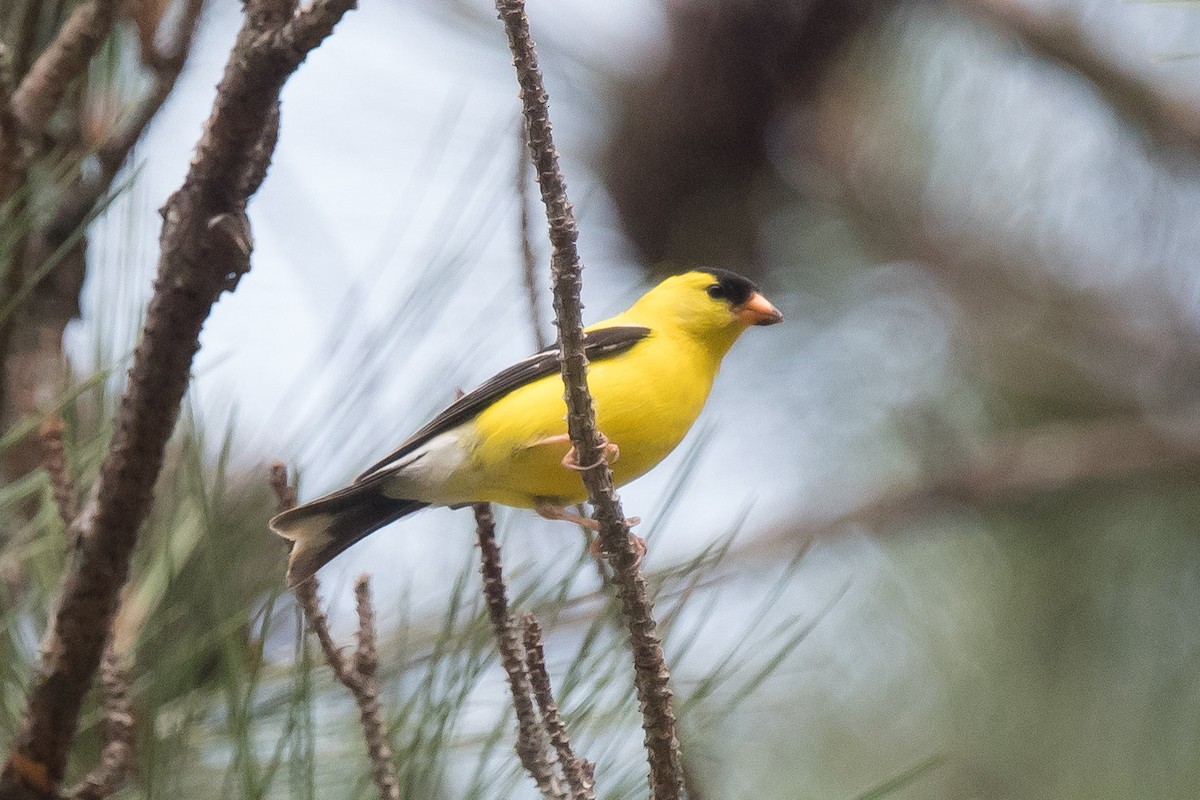 American Goldfinch - ML459458621