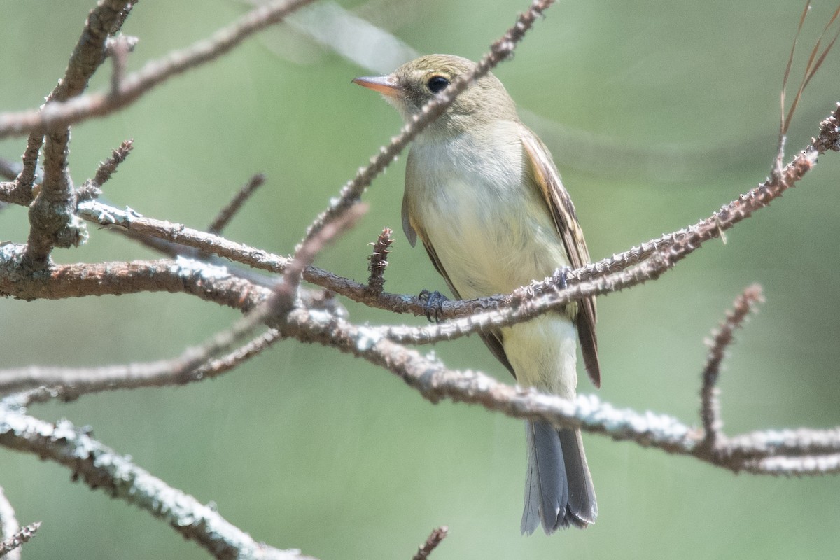 Chipping Sparrow - ML459458681