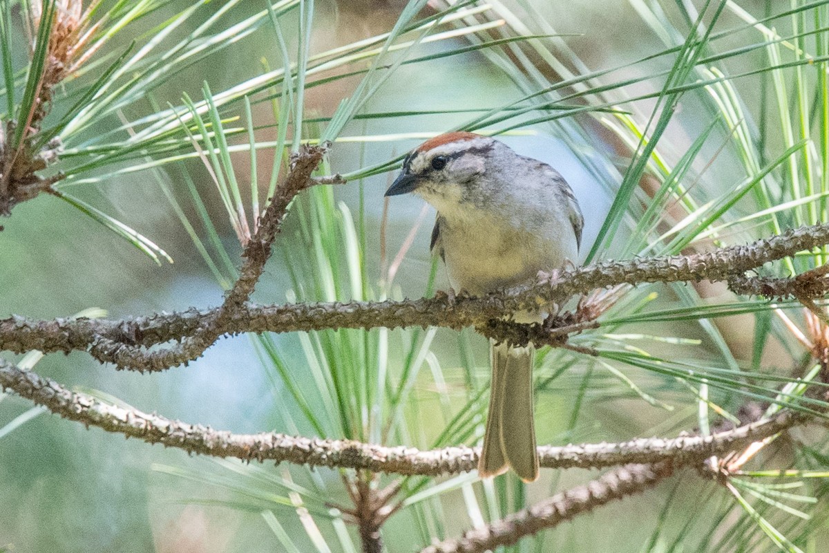 Chipping Sparrow - ML459458691