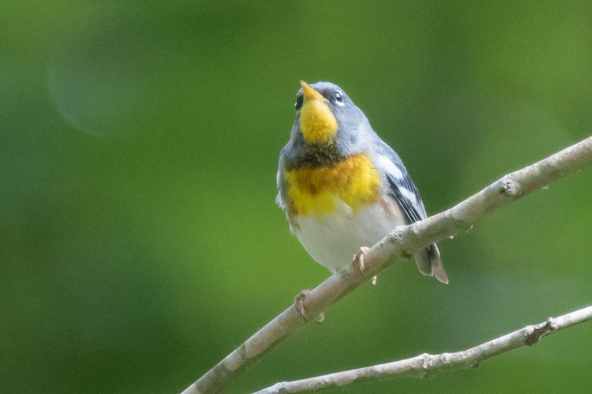 Northern Parula - ML459458741