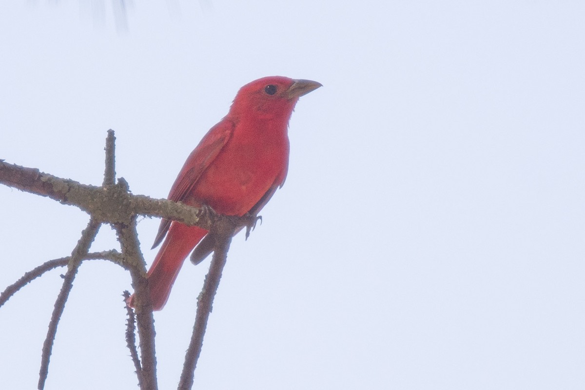 Summer Tanager - ML459458881