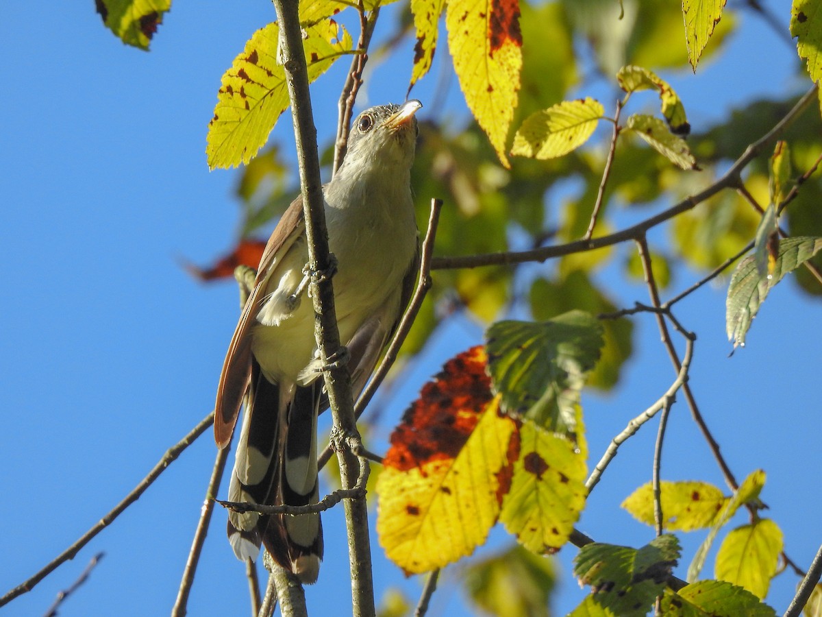 Yellow-billed Cuckoo - ML459459181