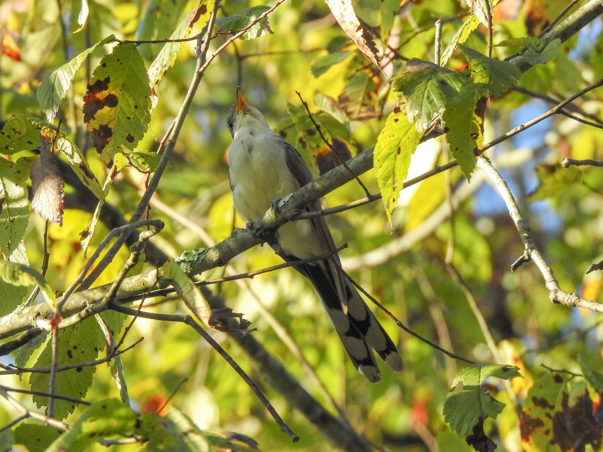 Yellow-billed Cuckoo - Reanna Thomas