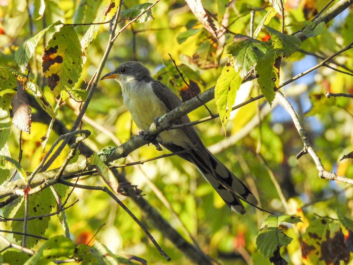 Yellow-billed Cuckoo - ML459459311