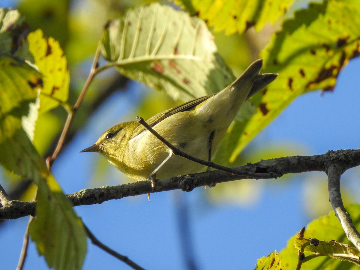 Tennessee Warbler - ML459459341