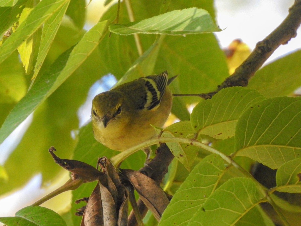 Bay-breasted Warbler - ML459459411