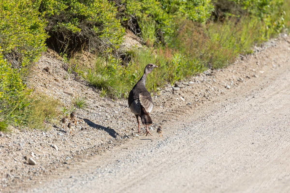 Wild Turkey - ML459459431