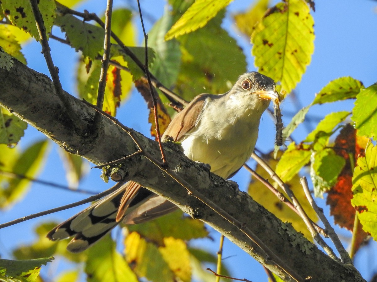 Yellow-billed Cuckoo - ML459460061