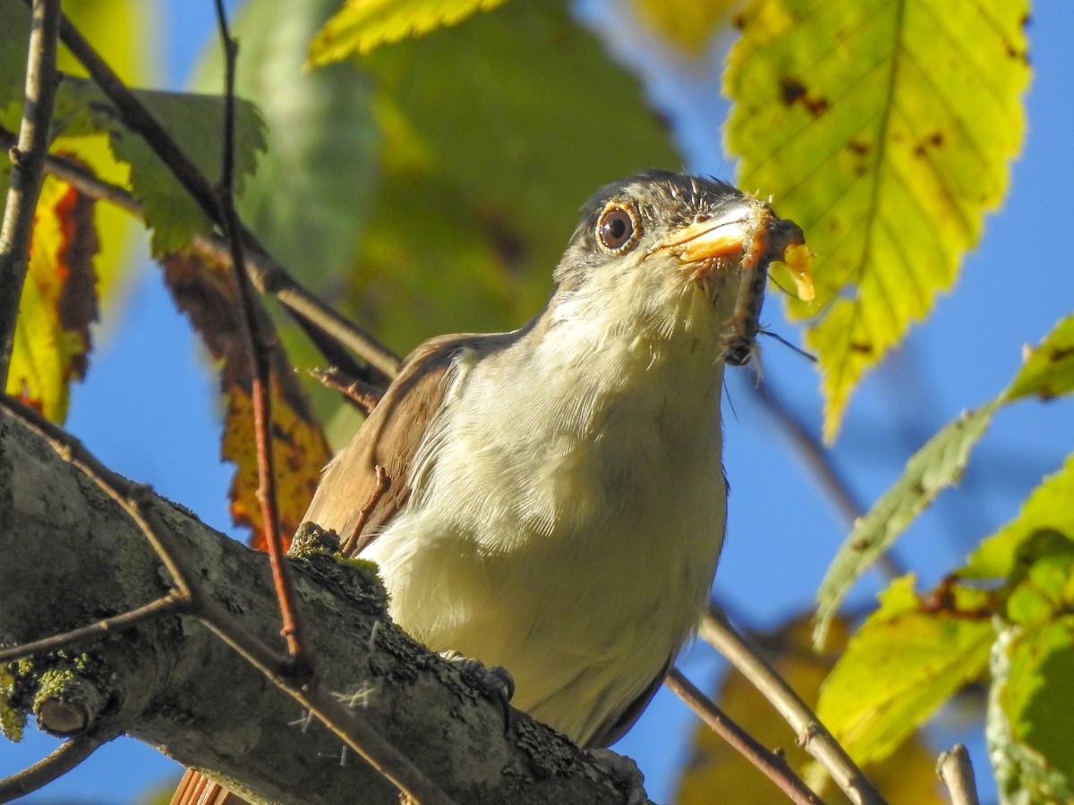 Yellow-billed Cuckoo - ML459460081