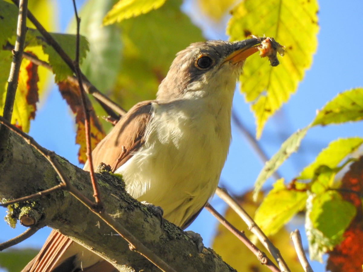 Yellow-billed Cuckoo - ML459460091