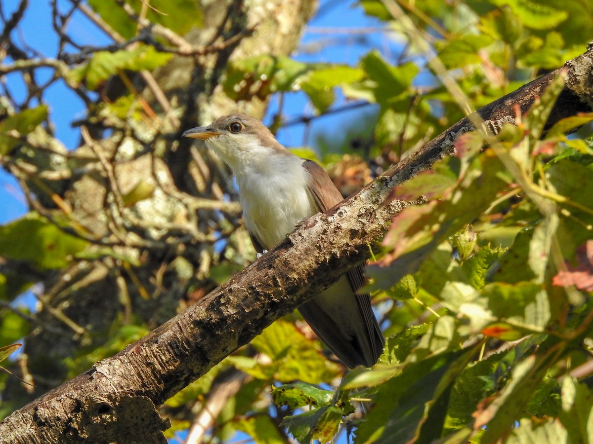 Yellow-billed Cuckoo - ML459460121