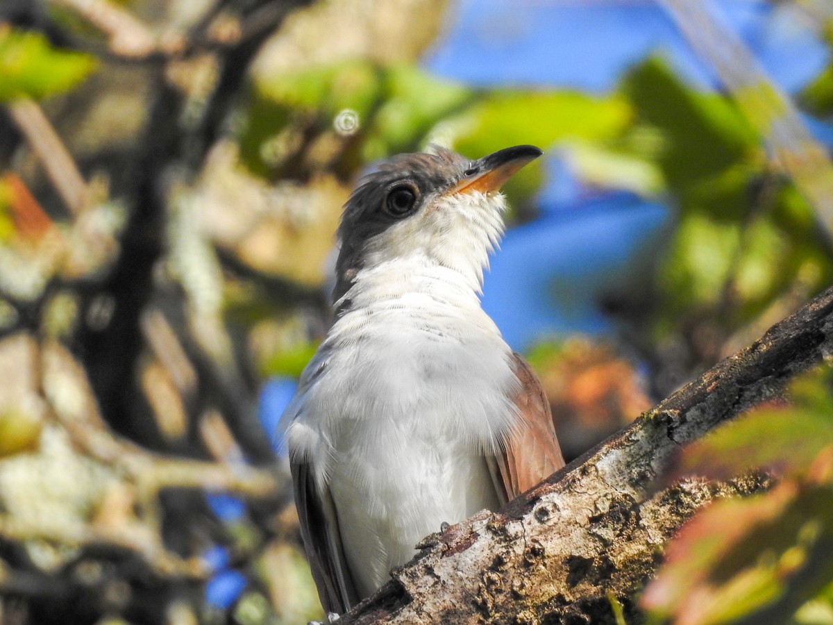 Yellow-billed Cuckoo - ML459460131