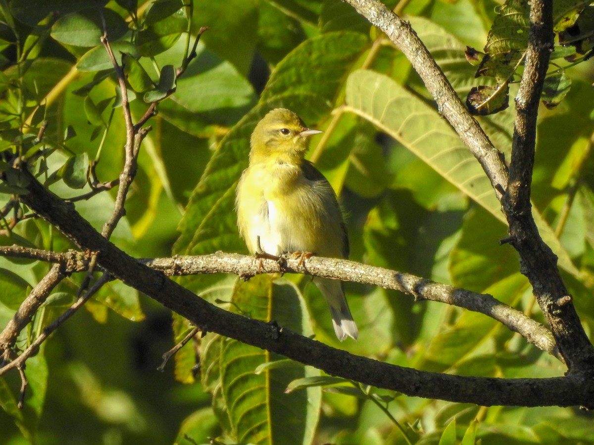 Tennessee Warbler - ML459460161