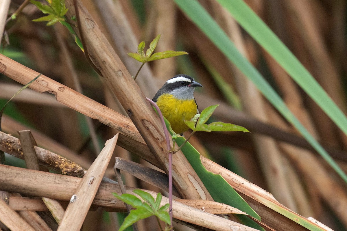 Bananaquit - Ryan Shaw