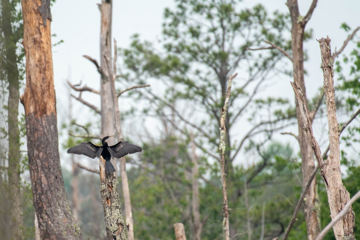 Anhinga d'Amérique - ML459462061