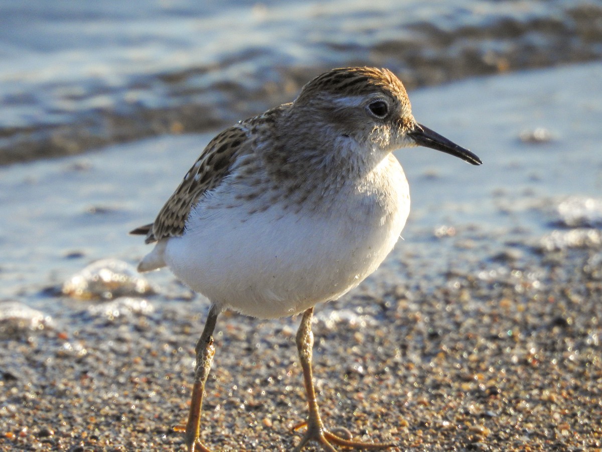 Least Sandpiper - ML459462081