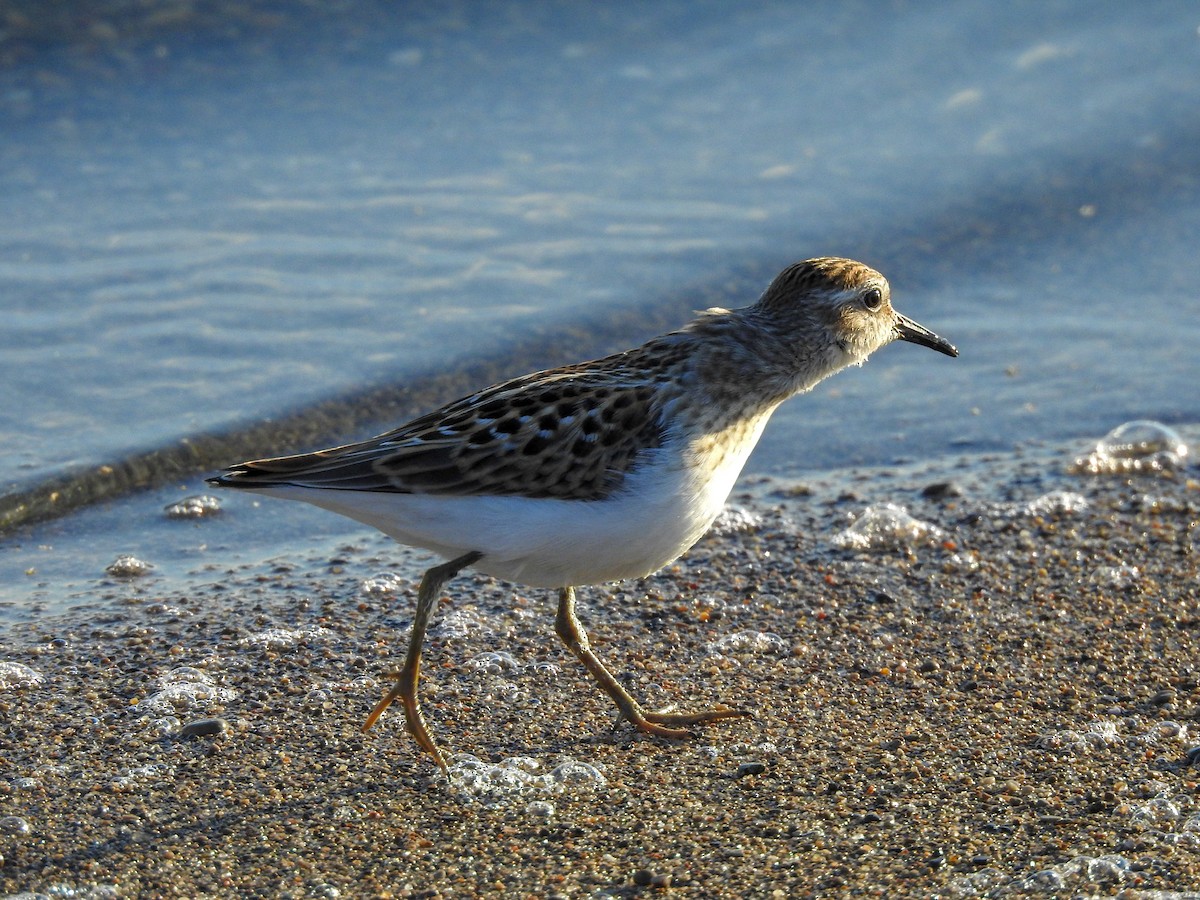 Least Sandpiper - ML459462171