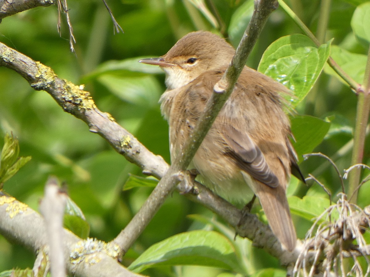 Common Reed Warbler - ML459462381