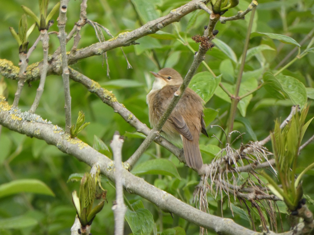 Common Reed Warbler - ML459462501