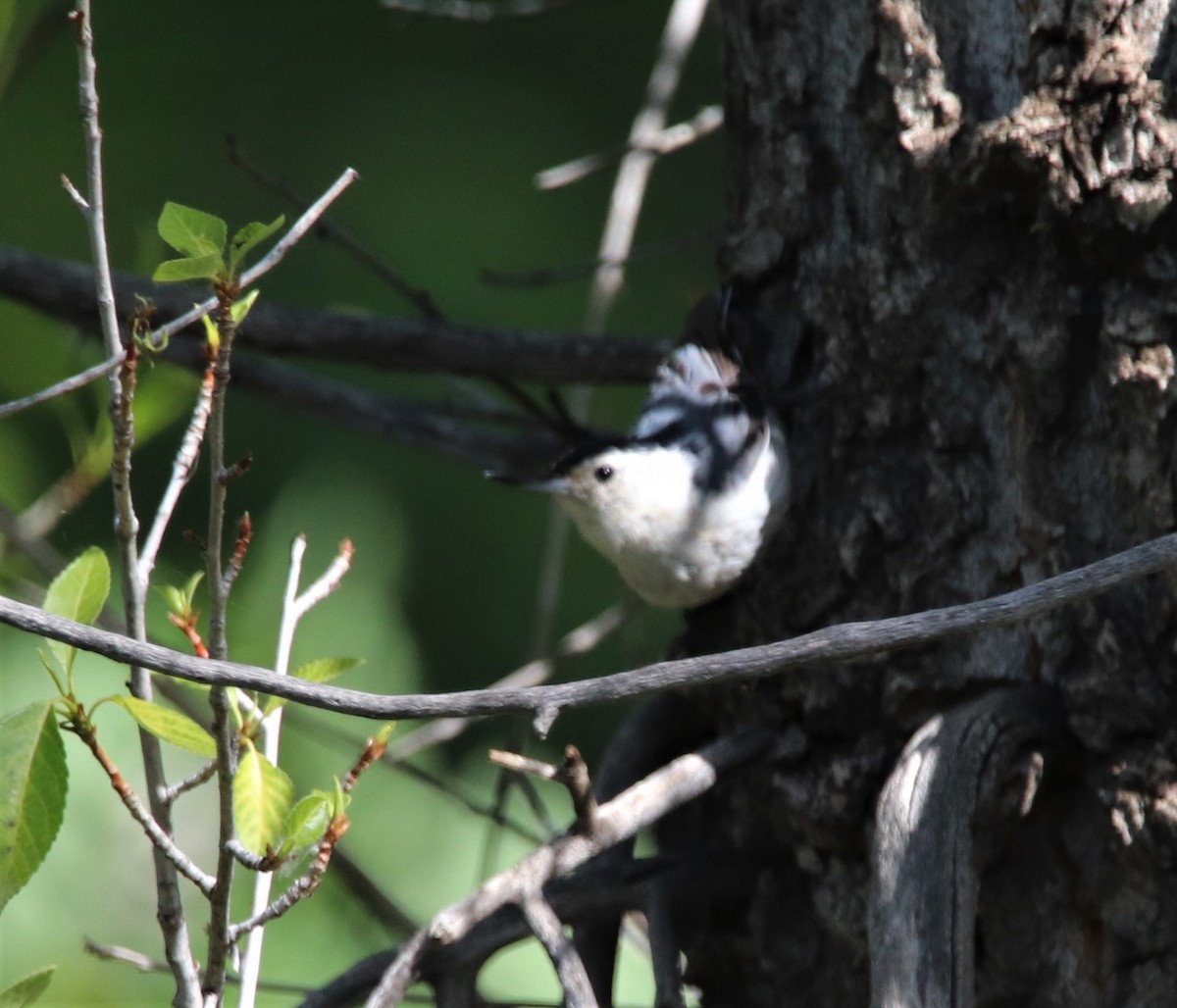 White-breasted Nuthatch - ML459462811