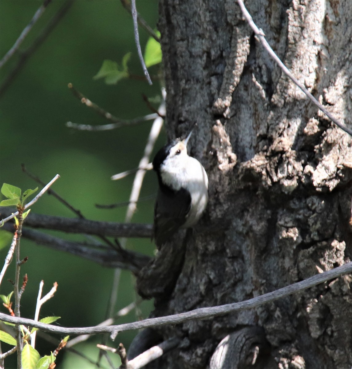 White-breasted Nuthatch - ML459462831