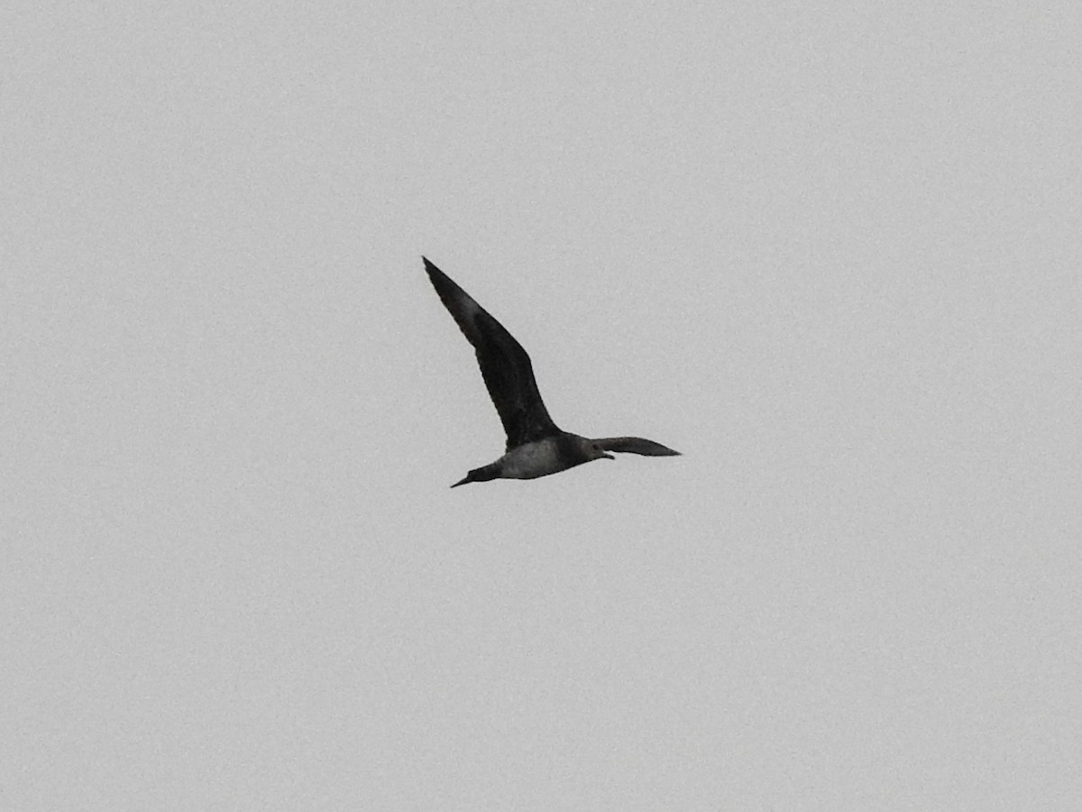 Long-tailed Jaeger - Reanna Thomas