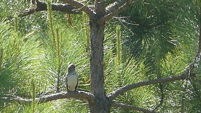 Lark Sparrow - ML459465321