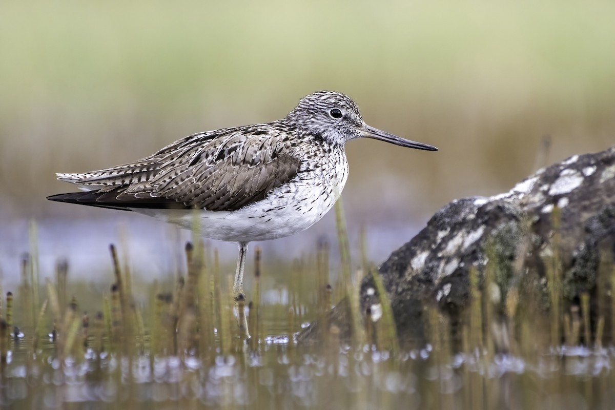 Common Greenshank - ML459466741