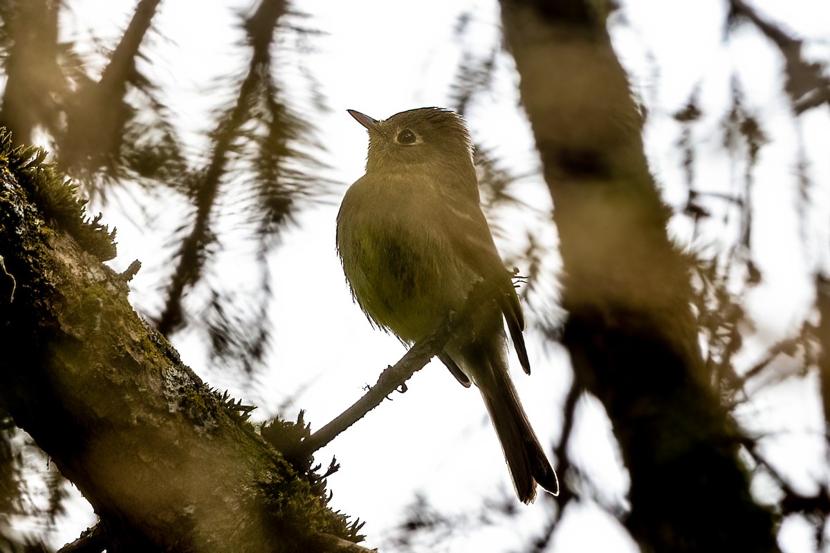 Western Flycatcher (Pacific-slope) - ML459466881