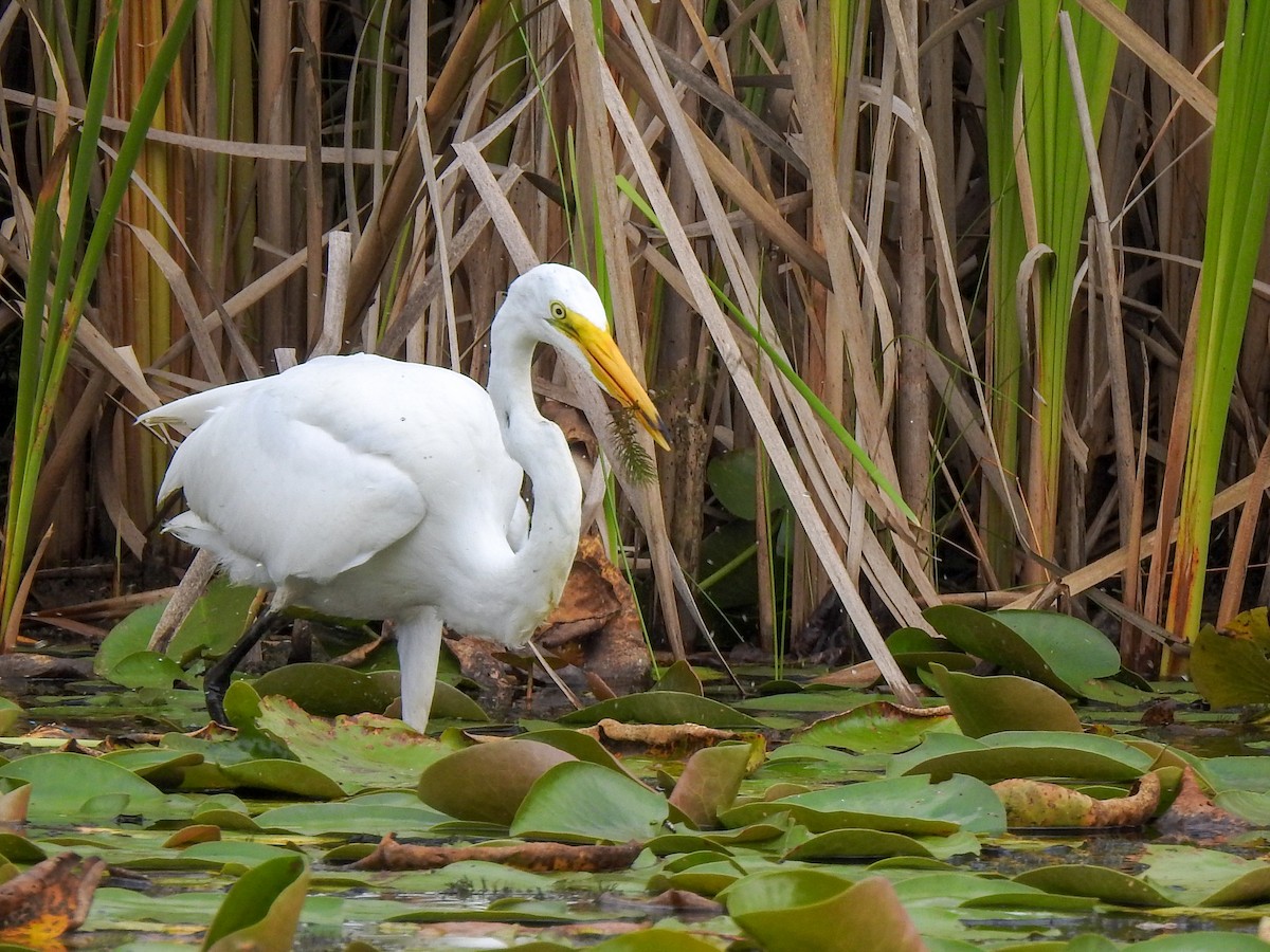 Great Egret - ML459468171