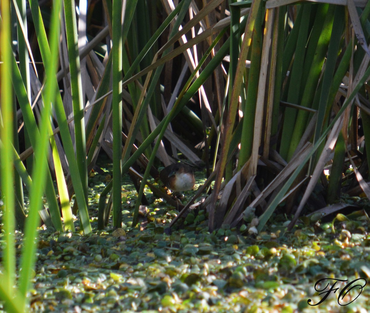 Rufous-sided Crake - ML459468291