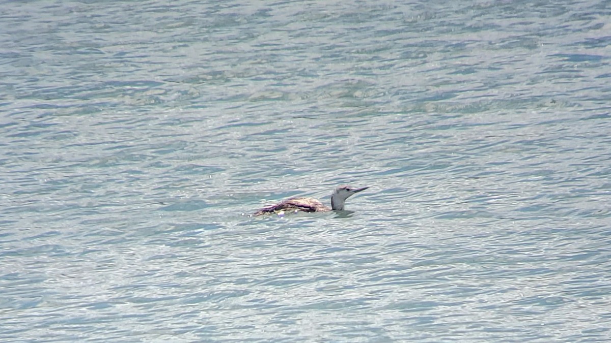 紅喉潛鳥 - ML459469211