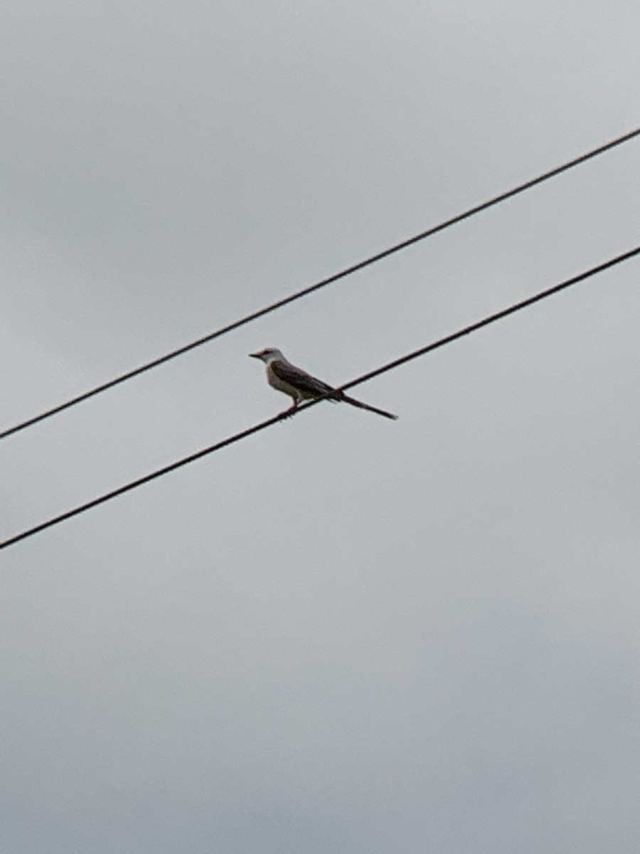 Scissor-tailed Flycatcher - ML459470091